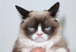 nombres de gatos famosos