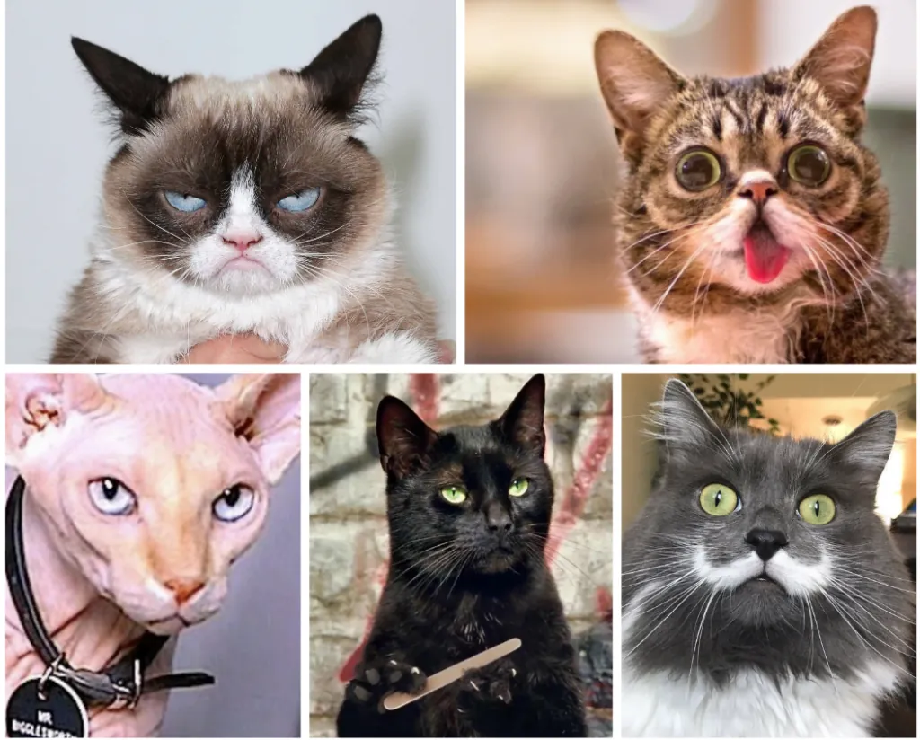 Nombres de gatos famosos: de Garfield a la primera gata en el espacio
