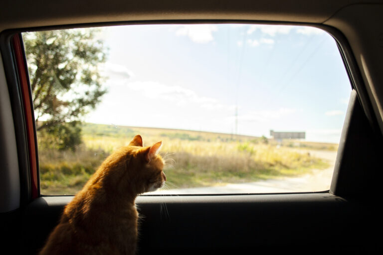 Viajes con gatos: Cómo preparar a tu felino