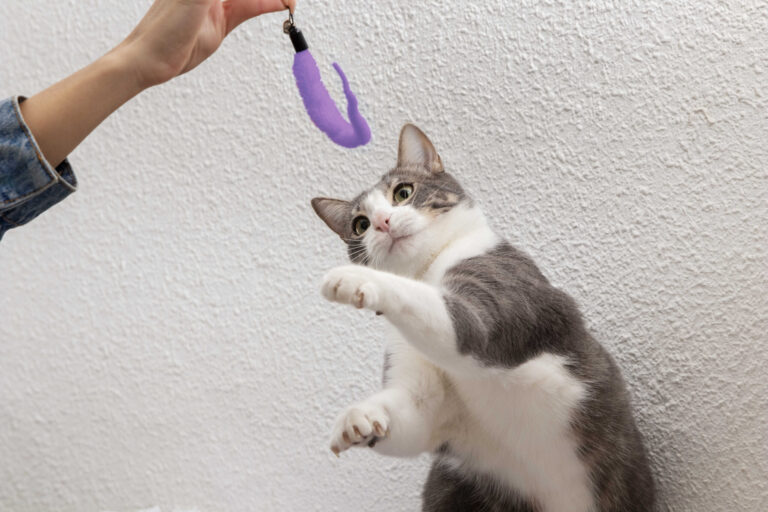 Guía completa de primeros auxilios y cuidados básicos para gatos