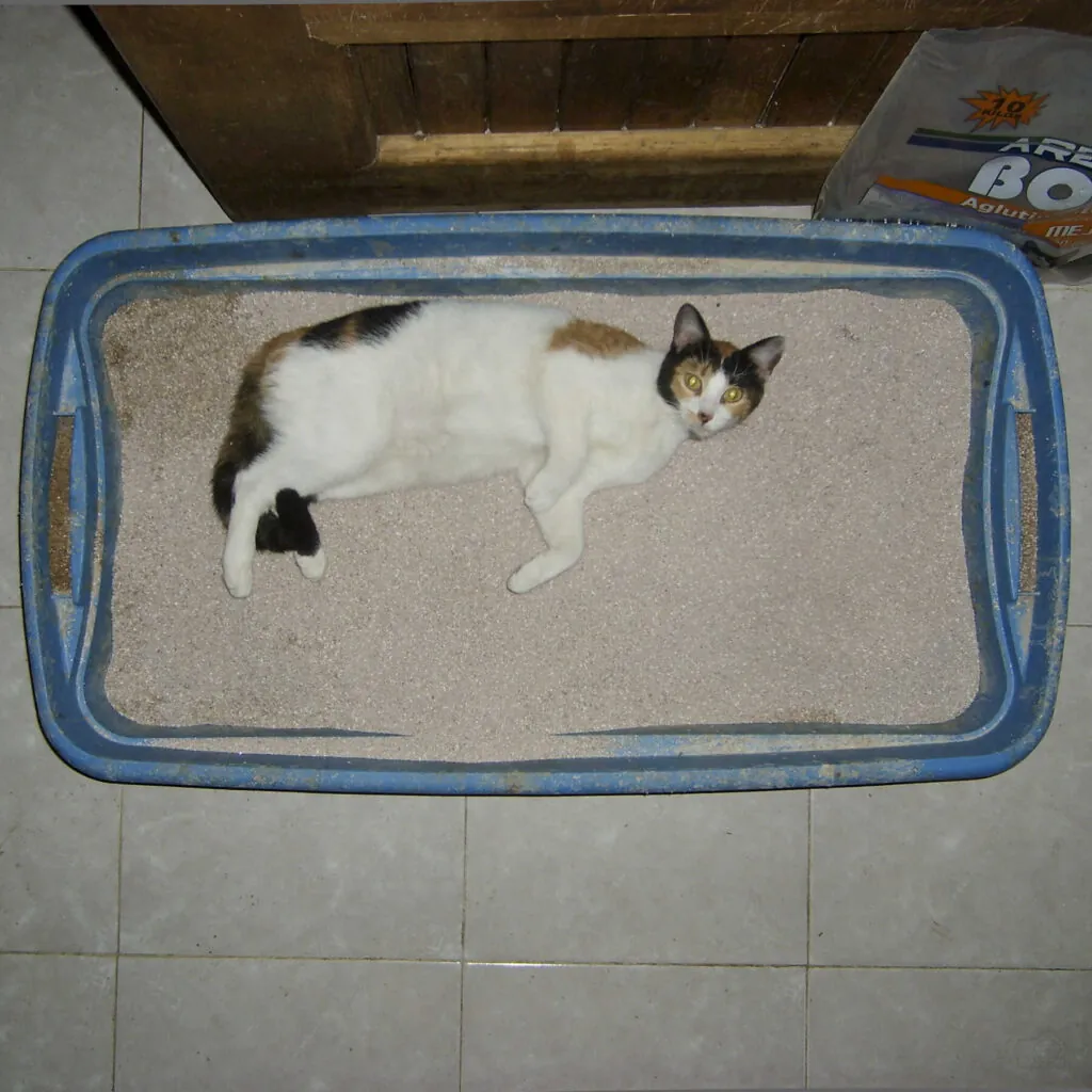 arena para gatos