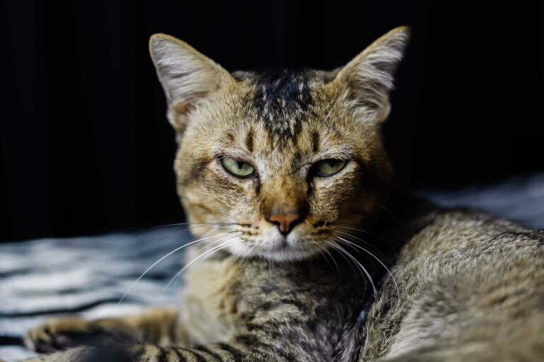Gato estresado: Cómo identificar y mitigar el estrés felino