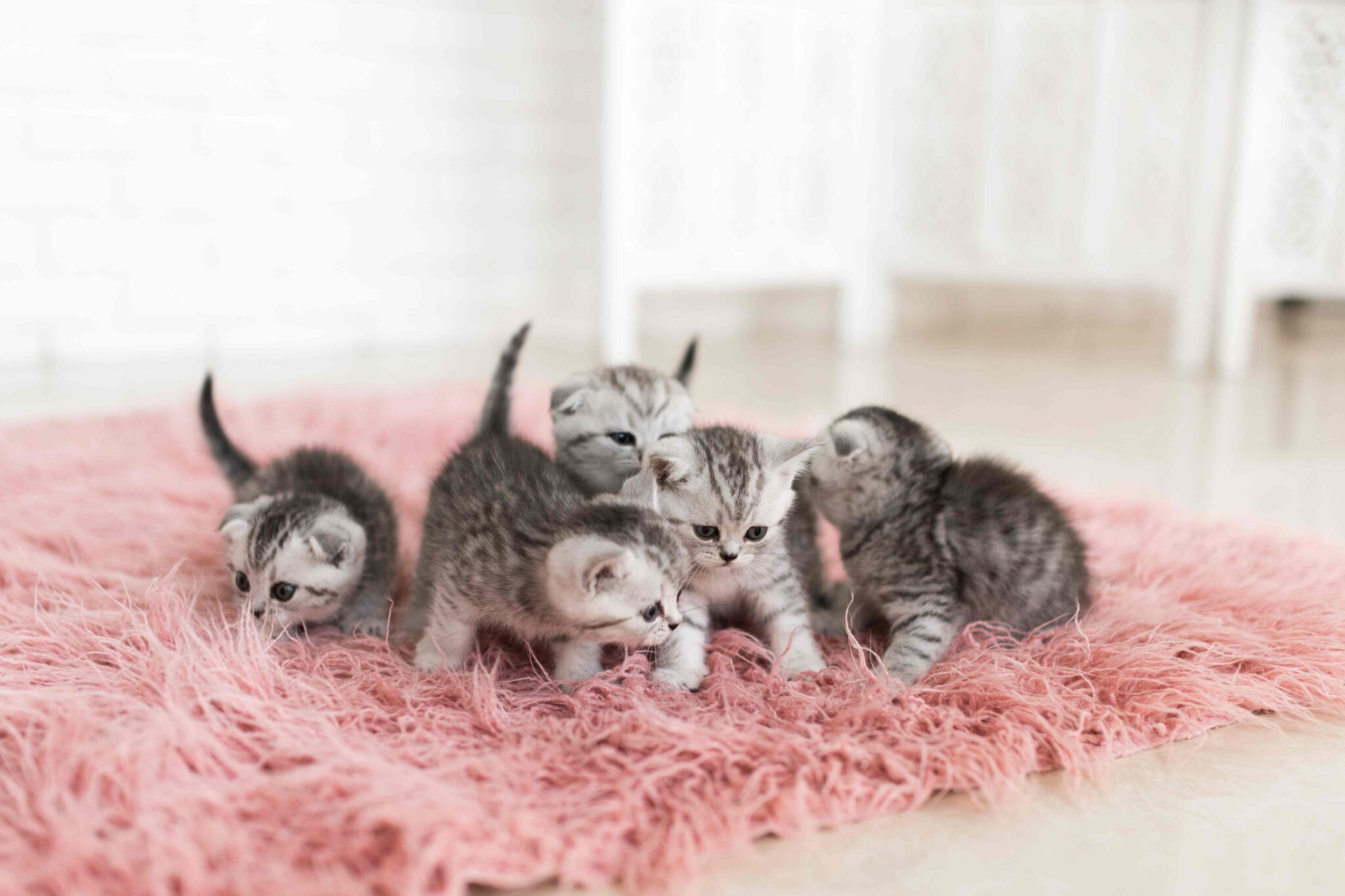 cuidados-y-consejos-para-gatos-beb-s-gu-a-completa