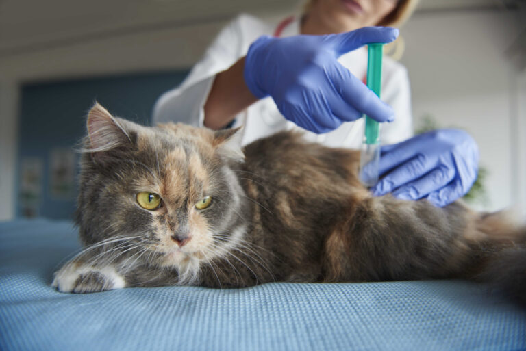 Medicamentos para la cistitis en Gatos: Guía completa