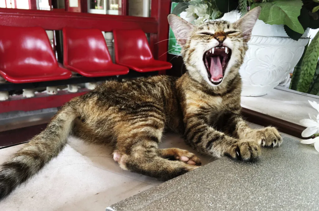 mi gato orina sangre