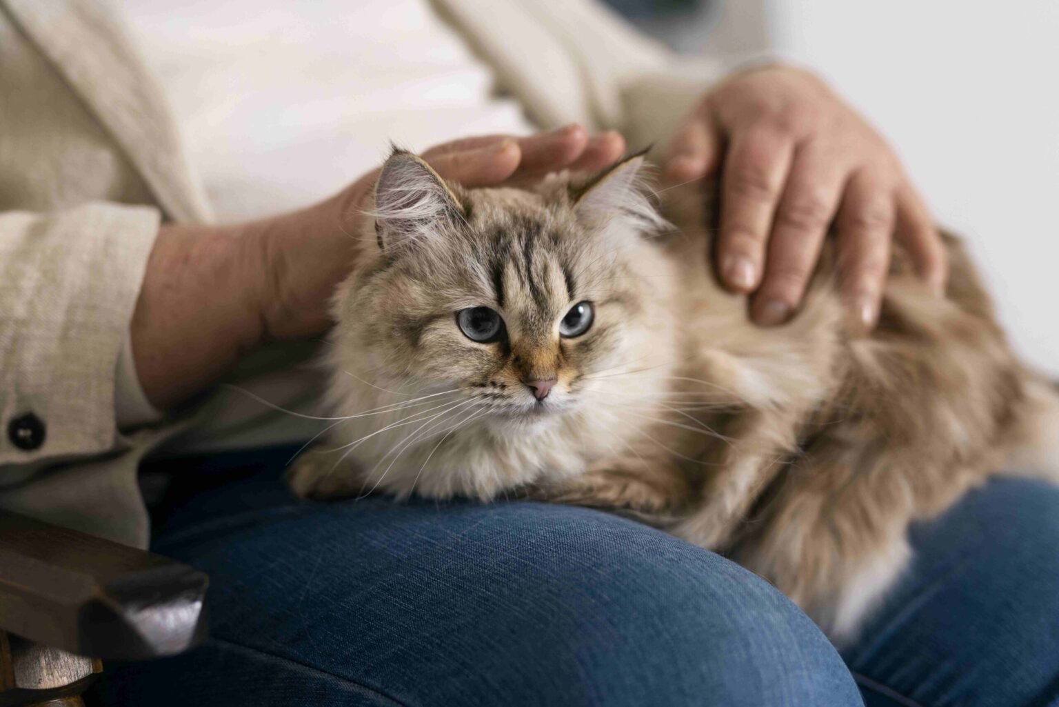 Guía Completa Salud Reproductiva En Gatos 9458