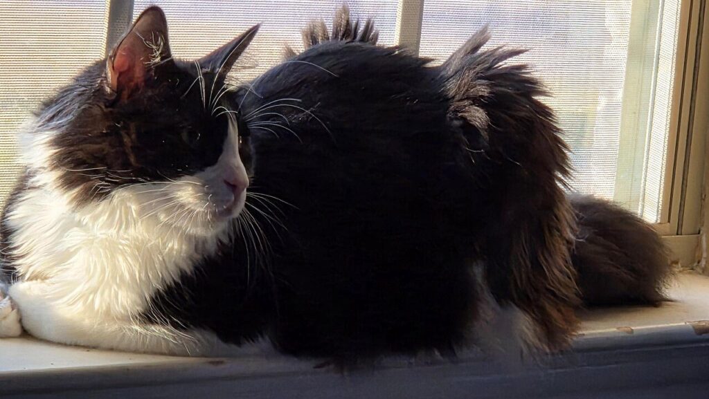 Gato doméstico de pelo largo blanco y negro echado junto a una ventana