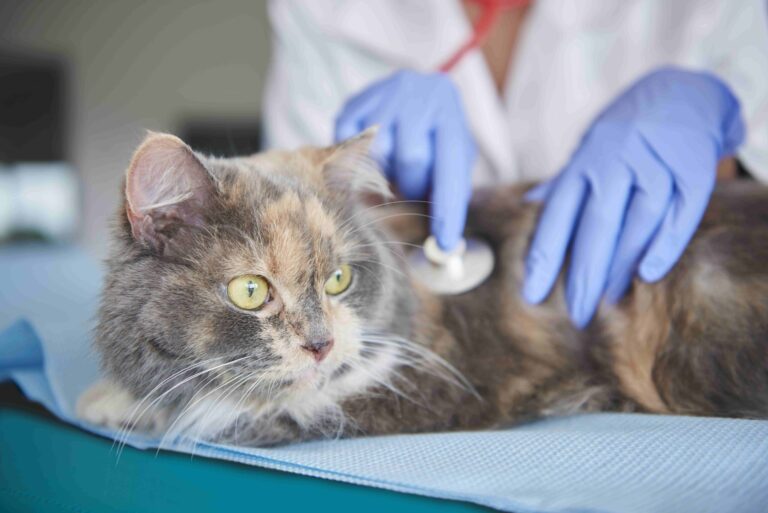 Detectando Enfermedades en Felinos: Cómo Saber si tu Gato está Enfermo – Señales y Síntomas Cruciales a Considerar