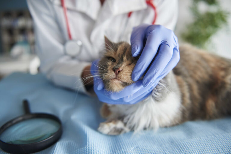 Decodificando las Enfermedades Respiratorias en Gatos: Diagnóstico y Tratamiento Esenciales