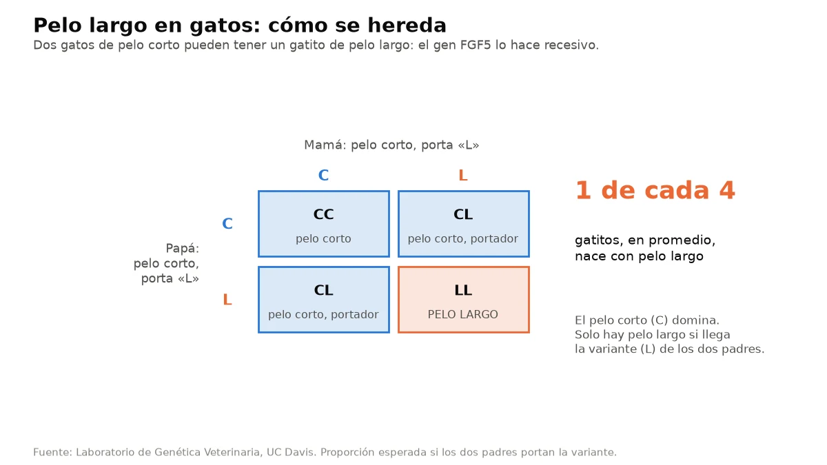 Cuadro de herencia: dos gatos de pelo corto portadores tienen en promedio 1 de cada 4 gatitos de pelo largo