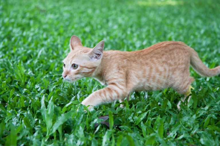 Descubriendo Prodigios Felinos: Historias de Gatos con Habilidades Excepcionales de Caza e Intuición
