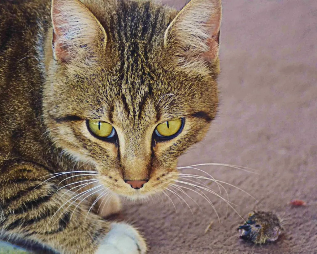 Razas de gatos cazadores: qué dice la ciencia y cómo reducir la caza